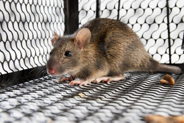 Vente de matériels anti-nuisibles Rouen
